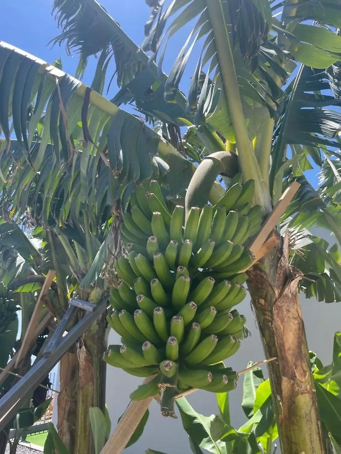فيلة King'S Paradise Estreito Da Calheta